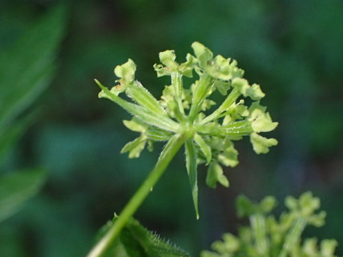 Image of Osmorhiza brachypoda by (c) George Williams, some rights reserved (CC BY)