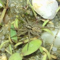 Pardosa
