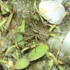 Pardosa
