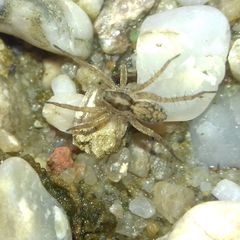 Pardosa