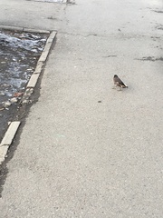 Acridotheres tristis