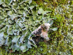 Pleurosticta acetabulum