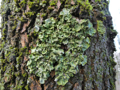 Pleurosticta acetabulum