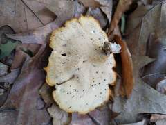 Neofavolus americanus