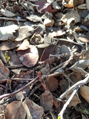 Habronattus oregonensis
