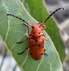 Tetraopes thermophilus