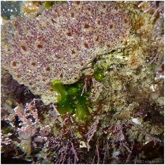 Eudistoma psammion