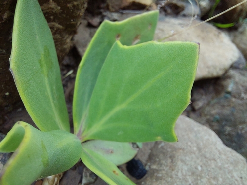 Image of Senecio rhomboideus by (c) Manuel R Popp, some rights reserved (CC BY)