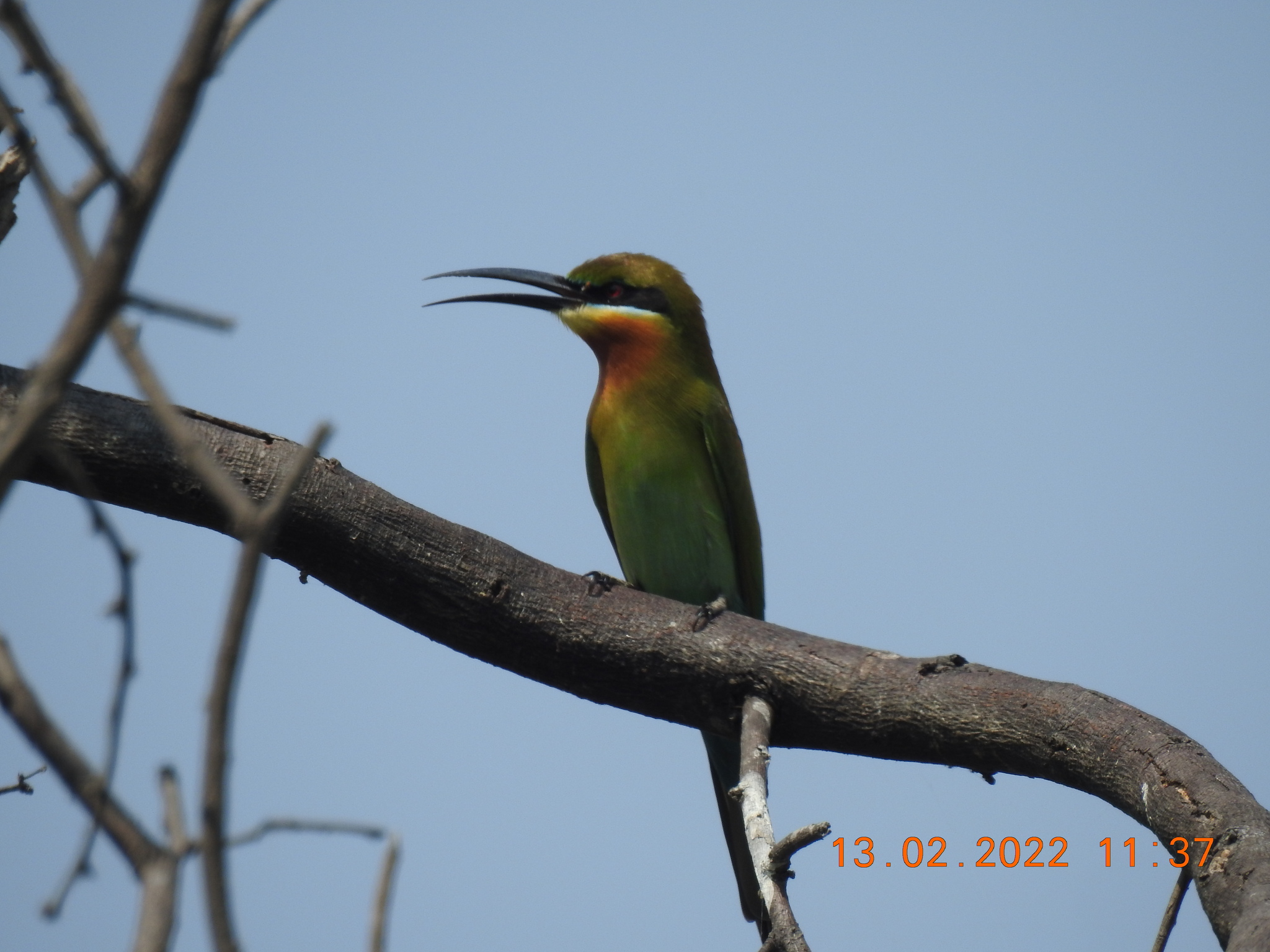 Blue-tailed Bee-eater