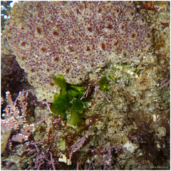 Eudistoma psammion