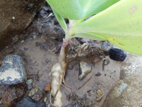 Image of Senecio rhomboideus by (c) Manuel R Popp, some rights reserved (CC BY)