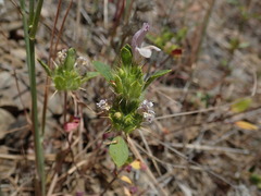 Acanthomintha lanceolata