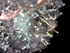 Mycosylva setosa