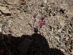 Streptanthus callistus