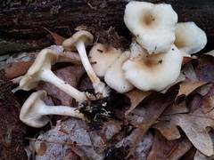 Clitocybe regularis