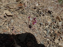 Streptanthus callistus