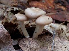 Clitocybe regularis