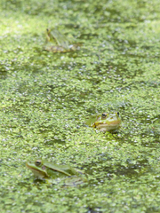 Pelophylax lessonae