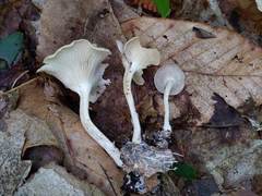 Clitocybe regularis