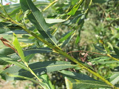 Salix vinogradovii