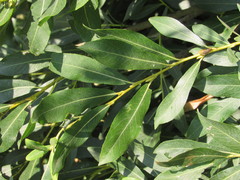 Salix vinogradovii