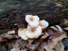 Clitocybe regularis