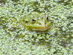 Pelophylax lessonae