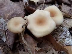 Clitocybe regularis
