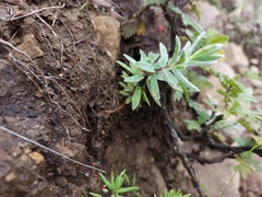 Lasiosiphon polyanthus