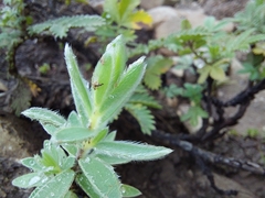 Lasiosiphon polyanthus