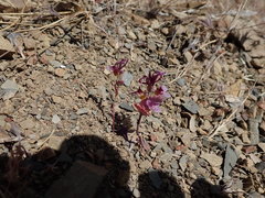Streptanthus callistus