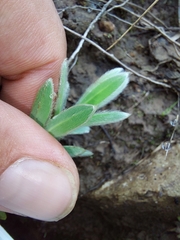 Lasiosiphon polyanthus