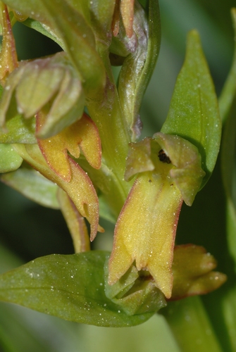 Frog Orchid