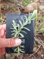 Lasiosiphon polyanthus