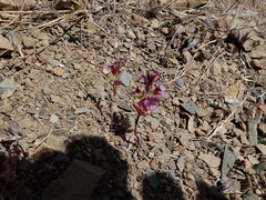 Streptanthus callistus