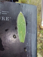 Lasiosiphon polyanthus