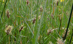 Carex pansa