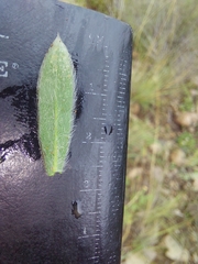 Lasiosiphon polyanthus