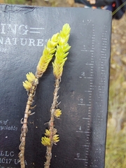 Crassula lanceolata