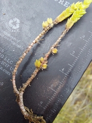 Crassula lanceolata