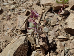 Streptanthus callistus