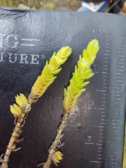 Crassula lanceolata
