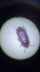 Alphitobius diaperinus