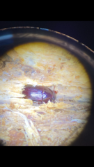 Alphitobius diaperinus