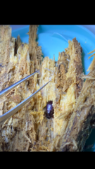 Alphitobius diaperinus