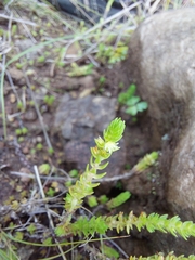 Crassula lanceolata