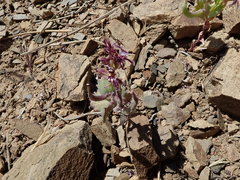 Streptanthus callistus