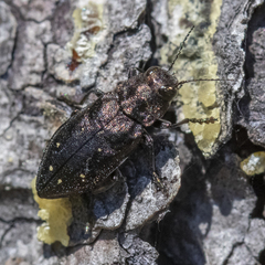 Phaenops drummondi