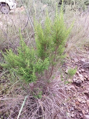 Erica evansii