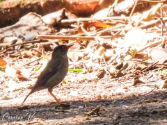 Catharus mexicanus